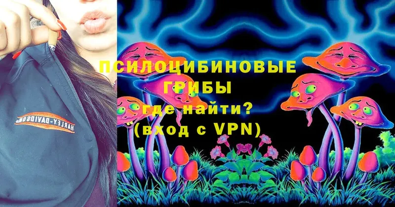 Псилоцибиновые грибы Psilocybe  цены   Мурманск 